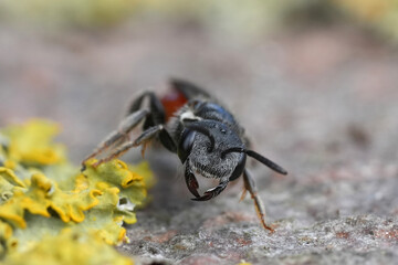 Closeup on a colorful red cleptoparasite Box-headed bloodbee, Sphecodes monilicornis