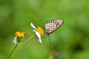 Vibrant Tawny Coster butterfly, Acraea Terpsicore landing on Biden Pilosa (Bunga Ketul) flower. Blur, blurred, bokeh on the background.