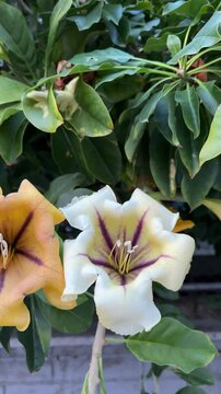 Yellow trumpet flower ,Solandra large yellow flower