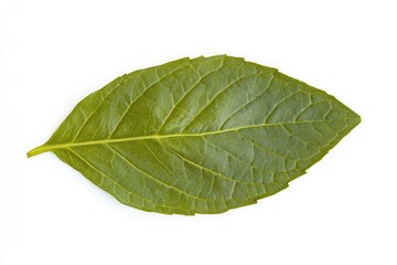 Obraz premium Close-up of a vibrant green leaf. Healthy, fresh foliage