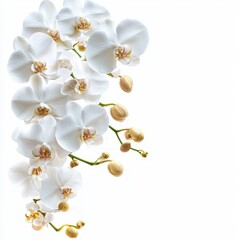 Elegant white orchid flowers cascade gracefully against a pristine background