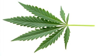 Cannabis Leaf