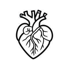 Human Heart Anatomy Vector: Minimalist Black-and-White Line Drawing with Structural Detail