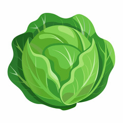 cabbage 