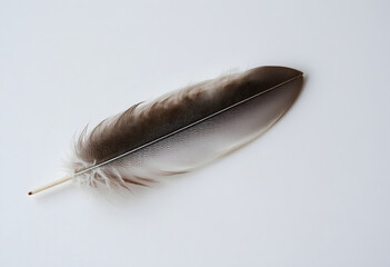 Single brown feather on white background