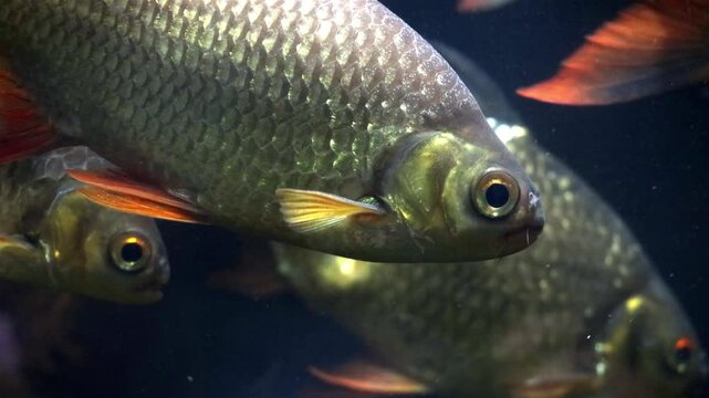 The Tinfoil Barb - Barbodes schwanenfeldii, floating in water
