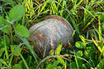 Used plastic bowl on the grass, waste, pollution and recycling concept. Close up view. 