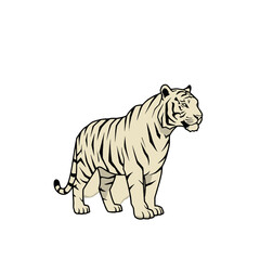 Fototapeta premium White Tiger Standing in the Wild
