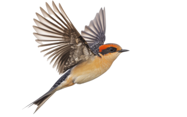 Red-rumped swallow in flight isolated on white or transparent background