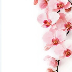 Delicate arrangement of pink orchid blossoms on a white background