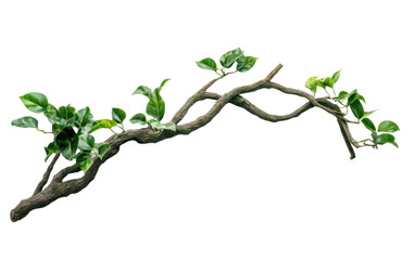 Twisted jungle branch with plant isolated on white or transparent background