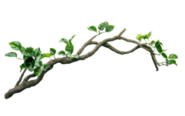 Twisted jungle branch with plant isolated on white or transparent background
