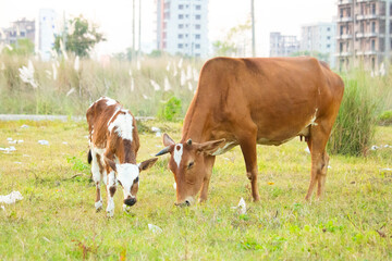 Obraz premium Cow eating grass in field, Cow in field, Baby Cow eating grass
