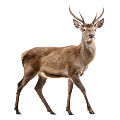 Selbstklebende Fototapeten roe deer isolated on white © REHENA