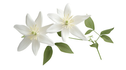 Obraz premium 3D rendering Columbine flower isolated on png
