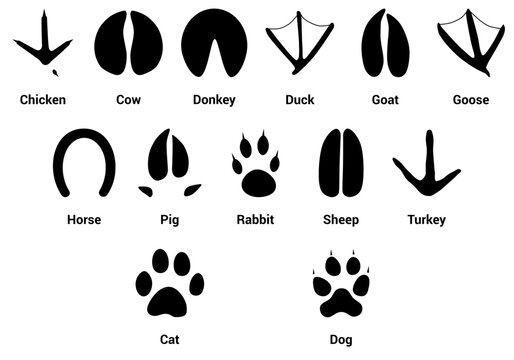Farm Animal Tracks with name