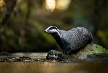 Badger close up ( Meles meles ) © Piotr Krzeslak