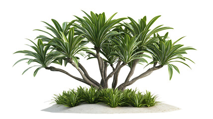 Obraz premium 3D rendering Dracaena flower isolated on png