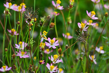 Fototapeta premium Wild Cosmos caudatus buds and flowers. Cosmos caudatus or king's salad is an annual plant in the genus Cosmos, bearing purple, pink, or white ray florets. Selective focus, blur, bokeh.