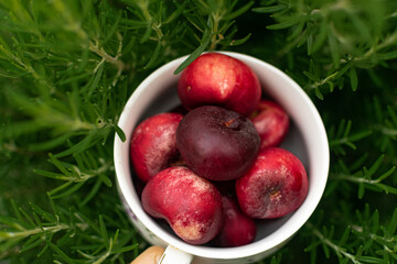 close-up of ripe red nectarines in a white bowl against a background of green bushes. raw food diet. vegetarian. fruit diet. the natural benefits of fruits. free space for text