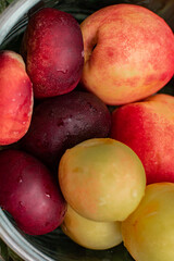 close-up, taking care of your health, taking care of your body. proper nutrition. raw food diet. a plate of ripe and juicy fruits.  seasonal, environmentally friendly vitamins.