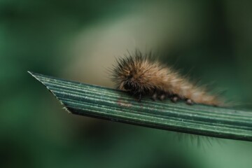 close-up of a brown shaggy caterpillar of a garden butterfly on a green leaf. climate change and its impact on wildlife