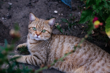 Close-up of a domestic tabby cat resting on the ground. pet care