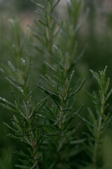 the use of aromatic herbs and spices in cooking and medicine. close-up of a bush of green rosemary with drops of water after rain. an environmentally friendly product