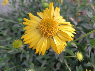 Obraz premium Radiant Yellow Wildflower in Bloom