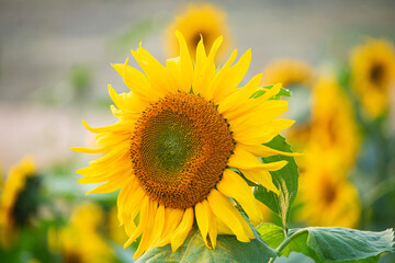 Sunflower in field Close view, Sunflower growing in field