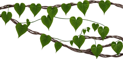 Twisted jungle vines liana plant with heart shaped green leaves isolated on white transparent background clipart PNG