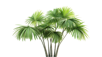 3D rendering Tacca Palm flower isolated on png 