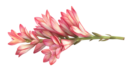3D rendering Tuberose flower isolated on png