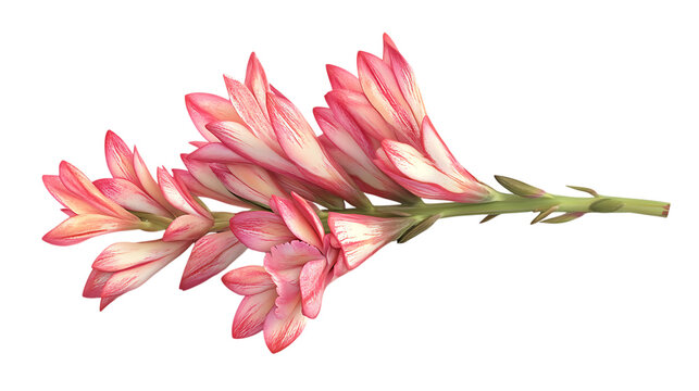 Fototapeta 3D rendering Tuberose flower isolated on png