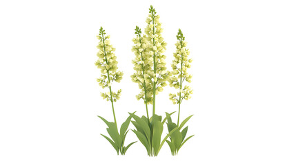 3D rendering Verbascum flower isolated on png