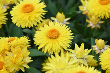 カラフルなタンポポ