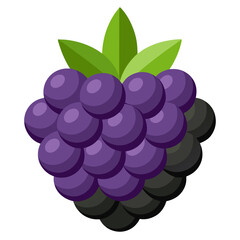 Vector illustration of blackberry