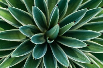 Fototapeta premium close up of a cactus