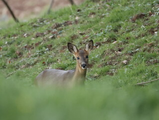 chevreuil curieux
