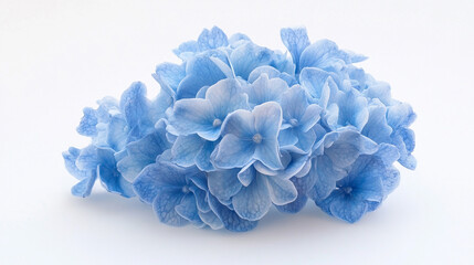 Fototapeta premium 水色の花