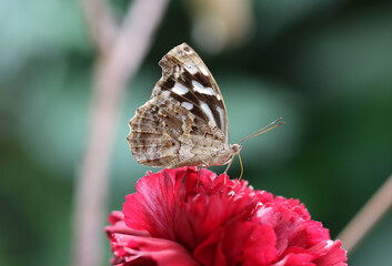 Fleck-Schillerfalter - Whitened bluewing