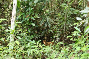 Deep of Meratus Mountain, Borneo Rainforest, Indonesia