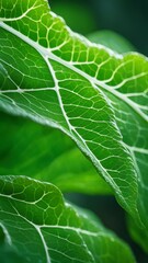 Green leaves with detailed vein structure and natural texture in soft focus. Macro shot of fresh foliage in nature