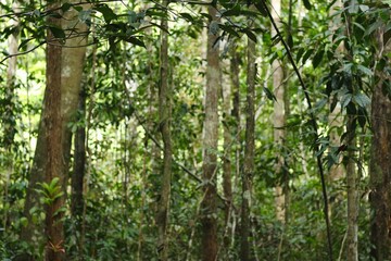 Deep of Meratus Mountain, Borneo Rainforest, Indonesia