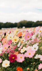 Vibrant Cosmos Field Blooms Under a Soft Sky Brightness Outdoors Day Landscape Scenery