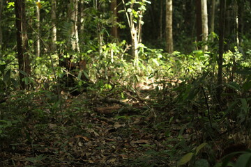 Deep of Meratus Mountain, Borneo Rainforest, Indonesia