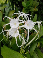 Close up of spider lily flower plant.