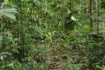 Fototapeta premium Deep of Meratus Mountain, Borneo Rainforest, Indonesia