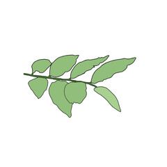 green leaves isolated on white background