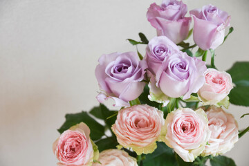 ピンクと紫のばら